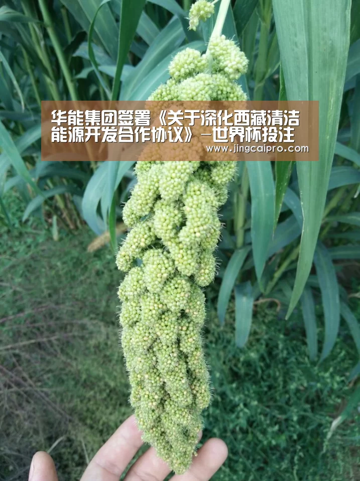 世界杯下注